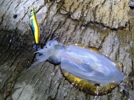 大きく育ってます