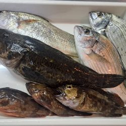 過去最大のタケノコ