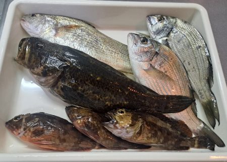 過去最大のタケノコ