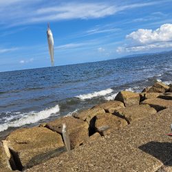 三重でキス釣り