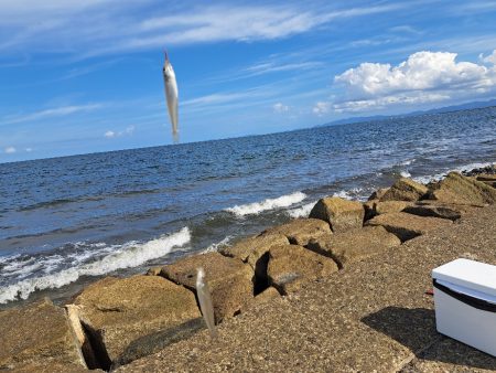 三重でキス釣り
