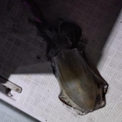 ティップラン開幕戦