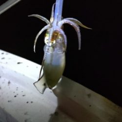 ティップランThird