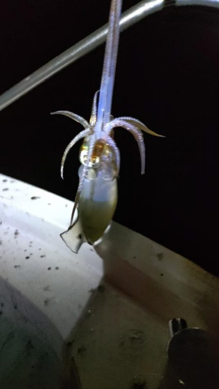 ティップランThird