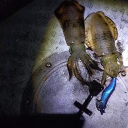 瀬戸内海ティップラン４ｔｈ