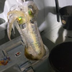 週末ティップラン