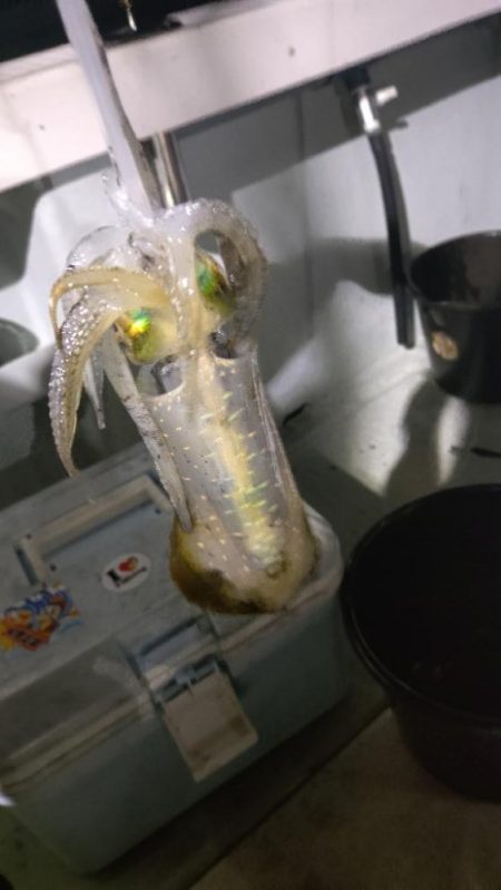 週末ティップラン