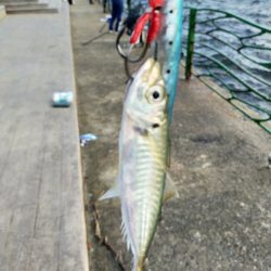 朝マヅメの３時間