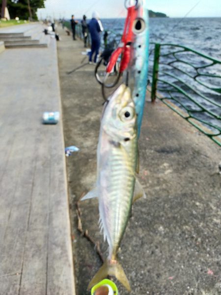 朝マヅメの３時間