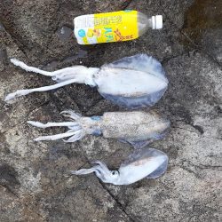 2025秋エギングスタート！