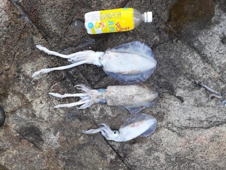 2025秋エギングスタート！