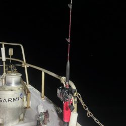 初めてのライトテンヤタチウオでした