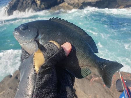 大荒れの中良型オナガグレ捕獲！