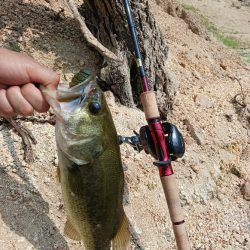 高山ダムで数釣り