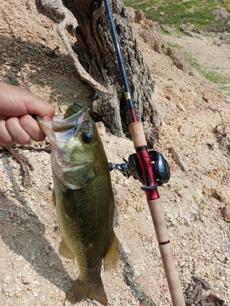 高山ダムで数釣り