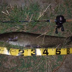 真夏のパターン