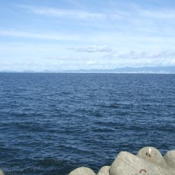 青物不発もなんとか