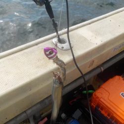 タチウオ第1戦〜盛和丸〜