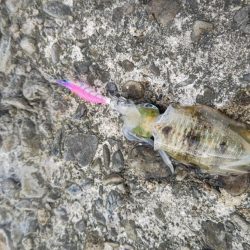 ライトゲームとエギング