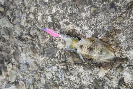 ライトゲームとエギング