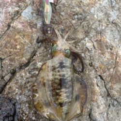 2025 佐渡ヶ島エギング Vol.4【9月6日】