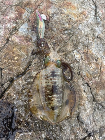 2025 佐渡ヶ島エギング Vol.4【9月6日】