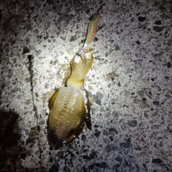 とりあえずアオリ3回目