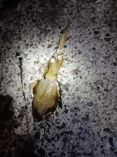 とりあえずアオリ3回目