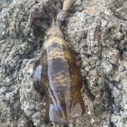 2025 佐渡ヶ島エギング Vol.5【9月7日】