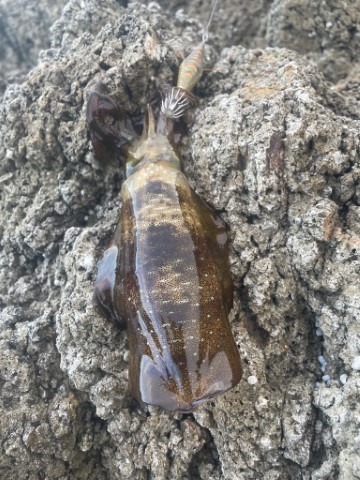 2025 佐渡ヶ島エギング Vol.5【9…