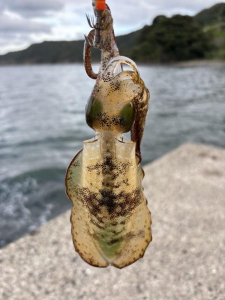 秋の恵み