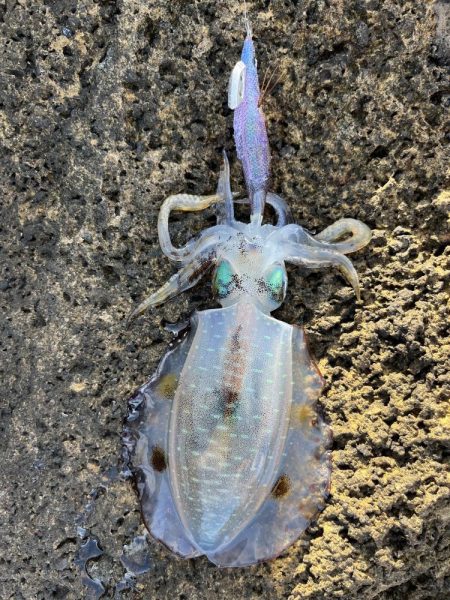 エギング　佐渡遠征②