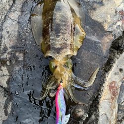 エギング　佐渡遠征③その1