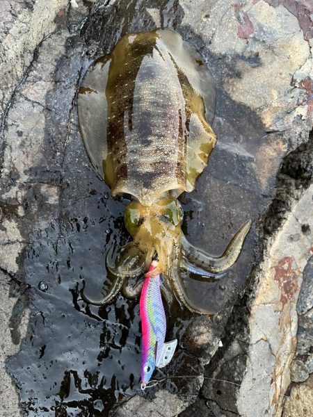 エギング　佐渡遠征③その1