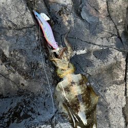 エギング　佐渡遠征③その2