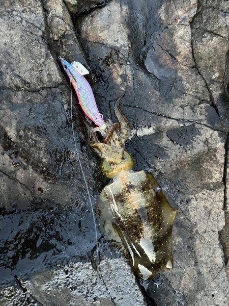 エギング　佐渡遠征③その2