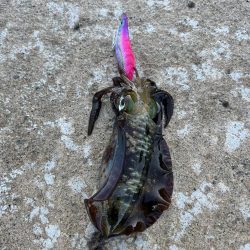 エギング 佐渡遠征③その4