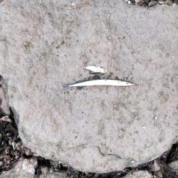 小物しか釣れない…゜