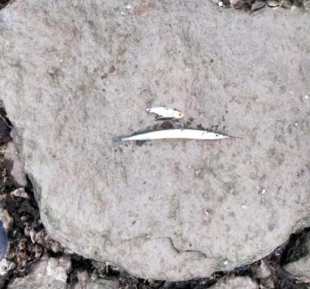 小物しか釣れない…゜