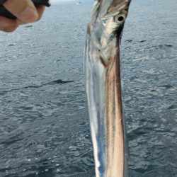 明石ジギング&神戸沖タチウオジギング