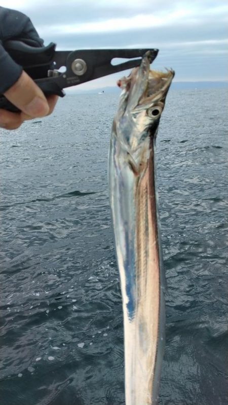 明石ジギング&神戸沖タチウオジギング