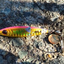 神戸空港でサゴシ祭り