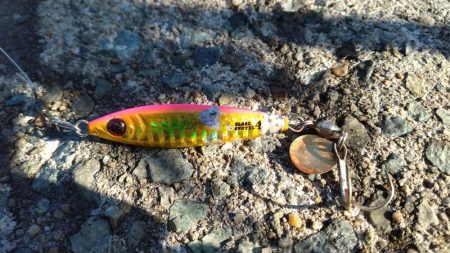 神戸空港でサゴシ祭り