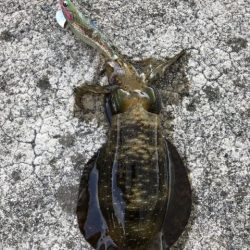 2025 佐渡ヶ島アジング＆ハタゲーム＆エギング 1回目【8月30日】