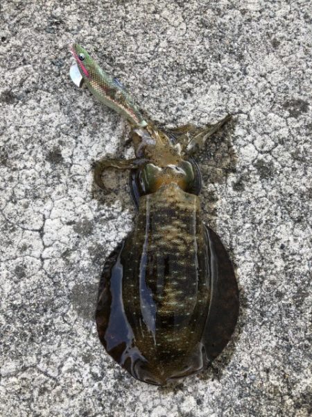 2025 佐渡ヶ島アジング＆ハタゲーム＆エギング 1回目【8月30日】