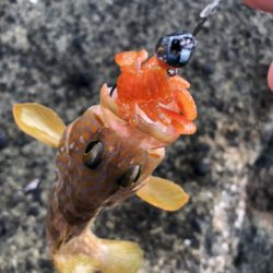 2025 佐渡ヶ島ハタゲーム＆エギング 2回目【8月31日】