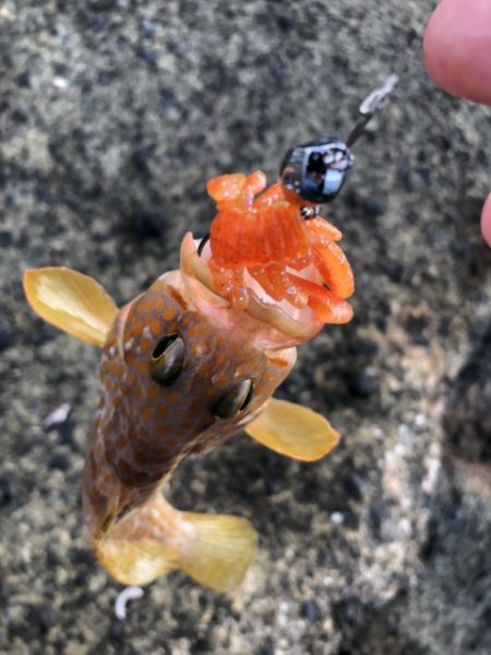 2025 佐渡ヶ島ハタゲーム＆エギング 2回目【8月31日】