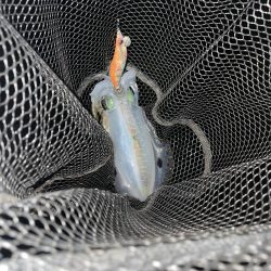 ムラムラチェリー最高！