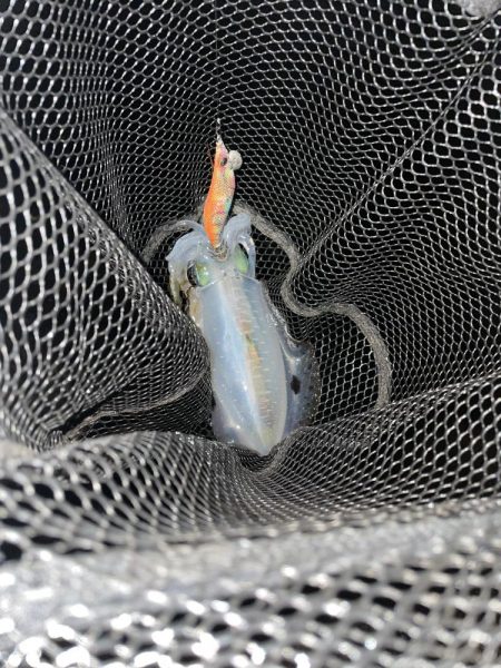 ムラムラチェリー最高！