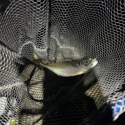 フロートアジング